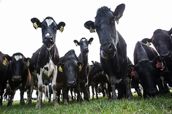 Inside Synlait Milk's Dairy Processing Plant And Dairy Farm Suppiers