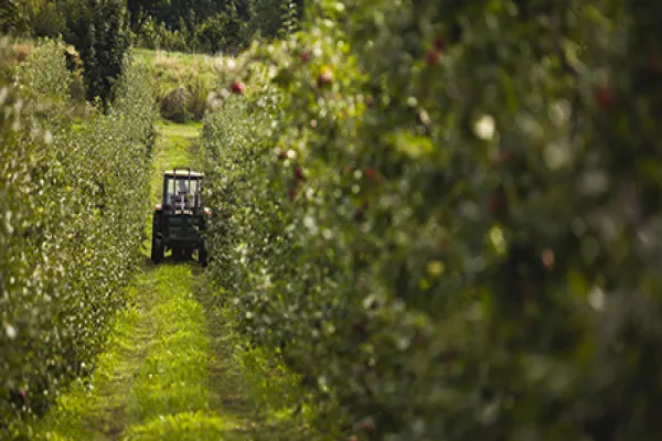 Apple Harvest As Russian Apple Ban Uproots Corporate Haven Status