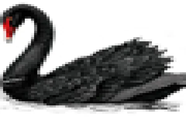 60x60-blackswan.jpg