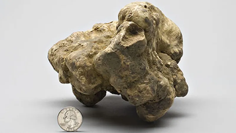 2015-10-da-alba-truffle-large.jpg
