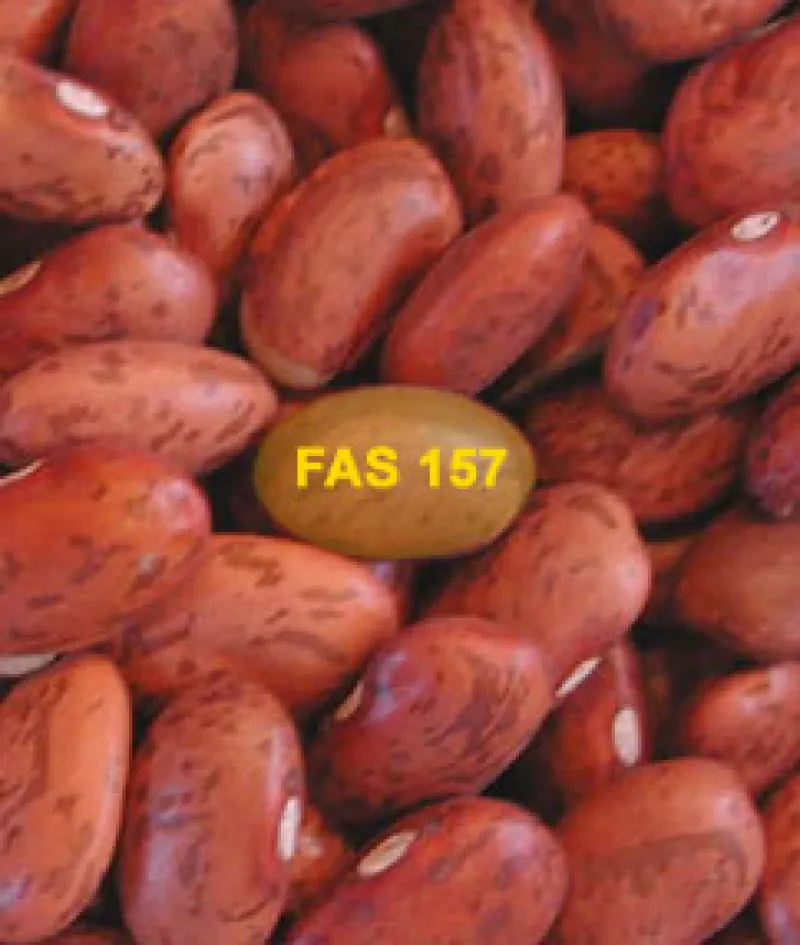 242x286countingbeans.jpg
