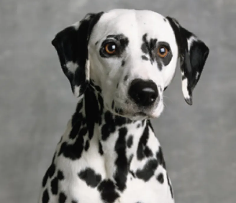 Dalmatian