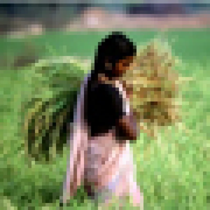 60x60-indiaagri.jpg