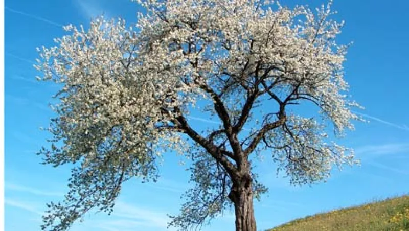 white-tree-large.jpg